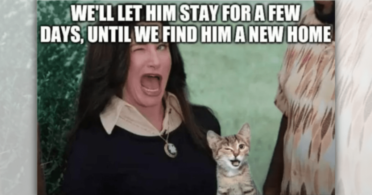 27 Heartwarming Memes That Celebrate Cat Companionship to Light a Feisty Fire in Your Feline-Loving Heart