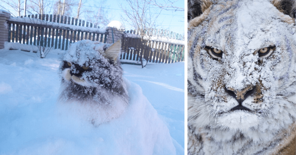 26 Hissterically Grumpy Cats Meowing to Come Back Inside After Experiencing Exactly 0.1 Seconds in the Snow