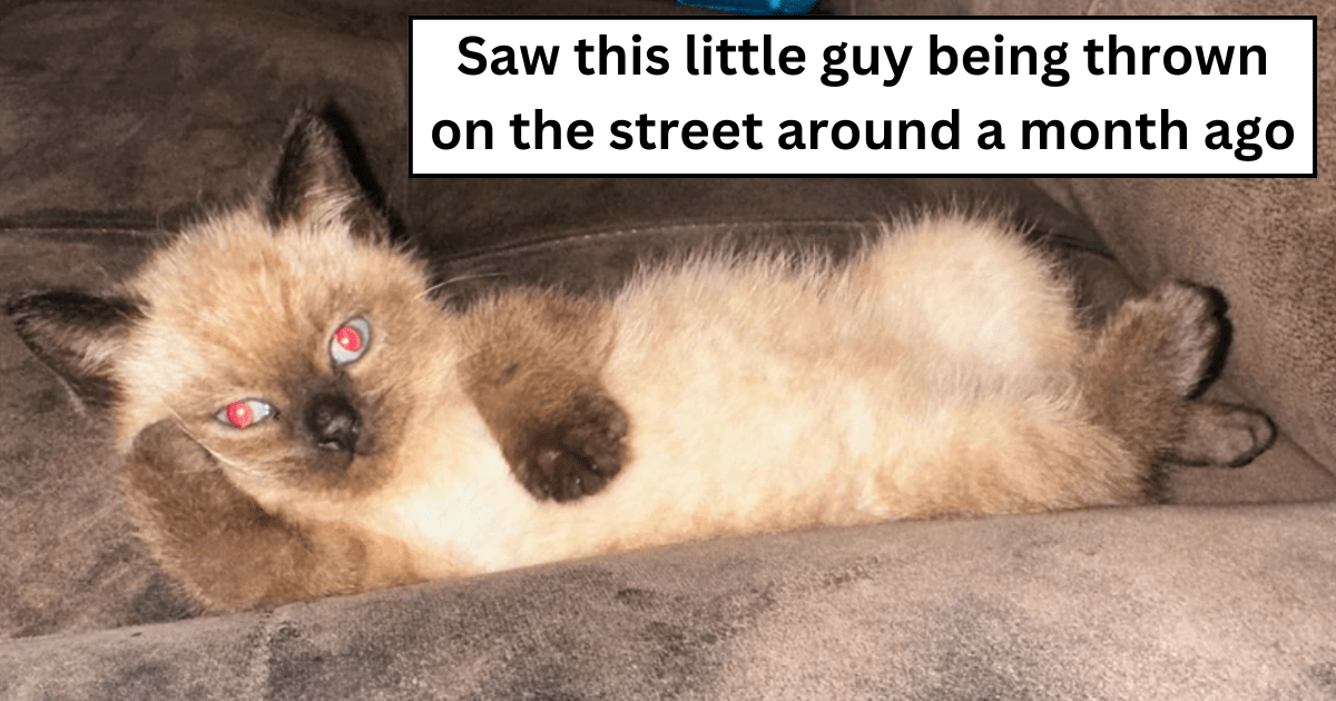 Smol Siamese kitten thrown from a car to the street, hearty hooman scoops up the purrecious cute cat and gives him a furever home: 'As I type this he's making biscuits on my head'