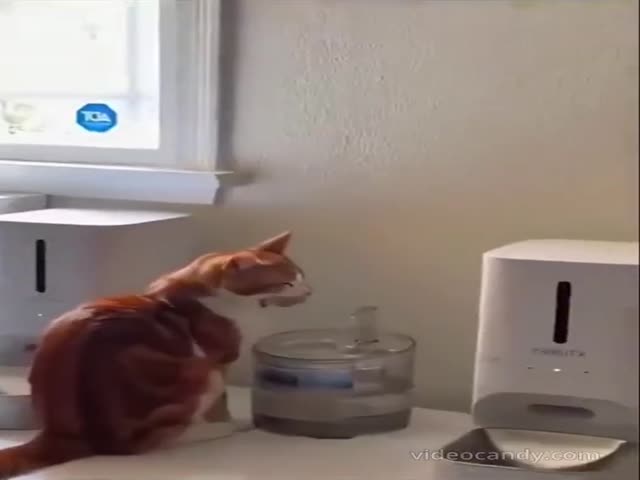 Cats And Water (VIDEO)