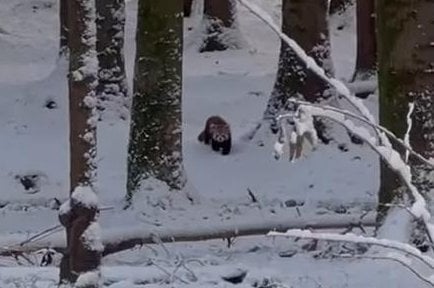 Snowstorm helps red pandas escape from zoo enclosure