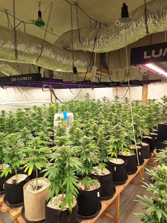 Police Discover Large Large Marijuana-growing Greenhouse in Burgas Region