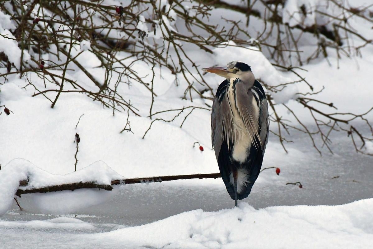 Weekend: Help scientists learn more about birds in Slovakia