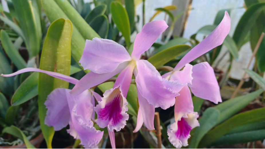 Colorful tropical emotions await visitors to the Botanical Garden of BAS