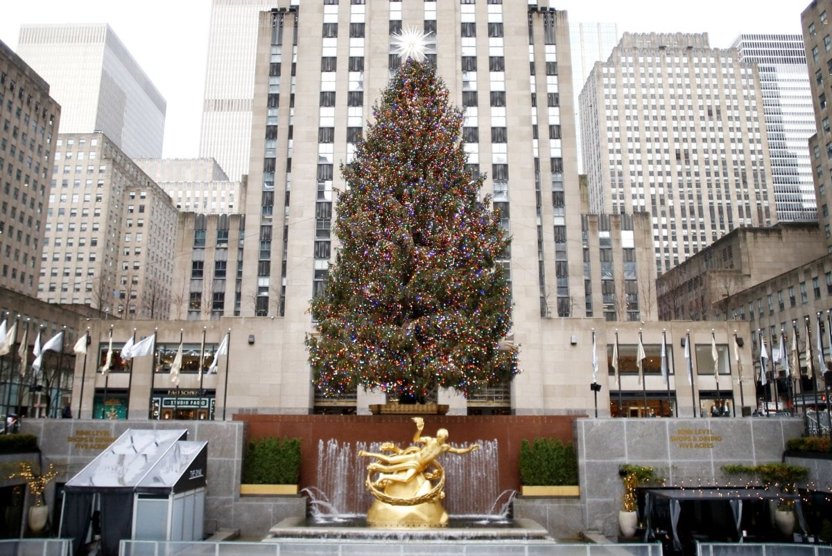 Belgian food safety authority: Do not eat Christmas trees