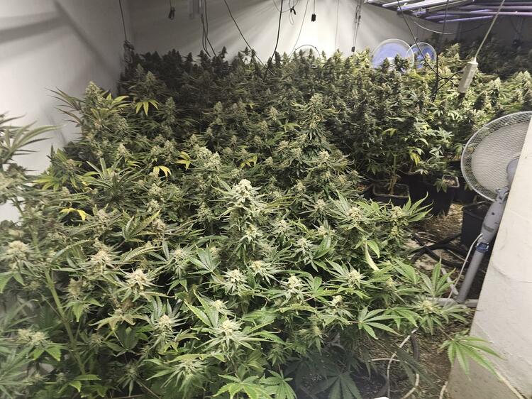 Police Bust Cannabis Greenhouse in Sofia