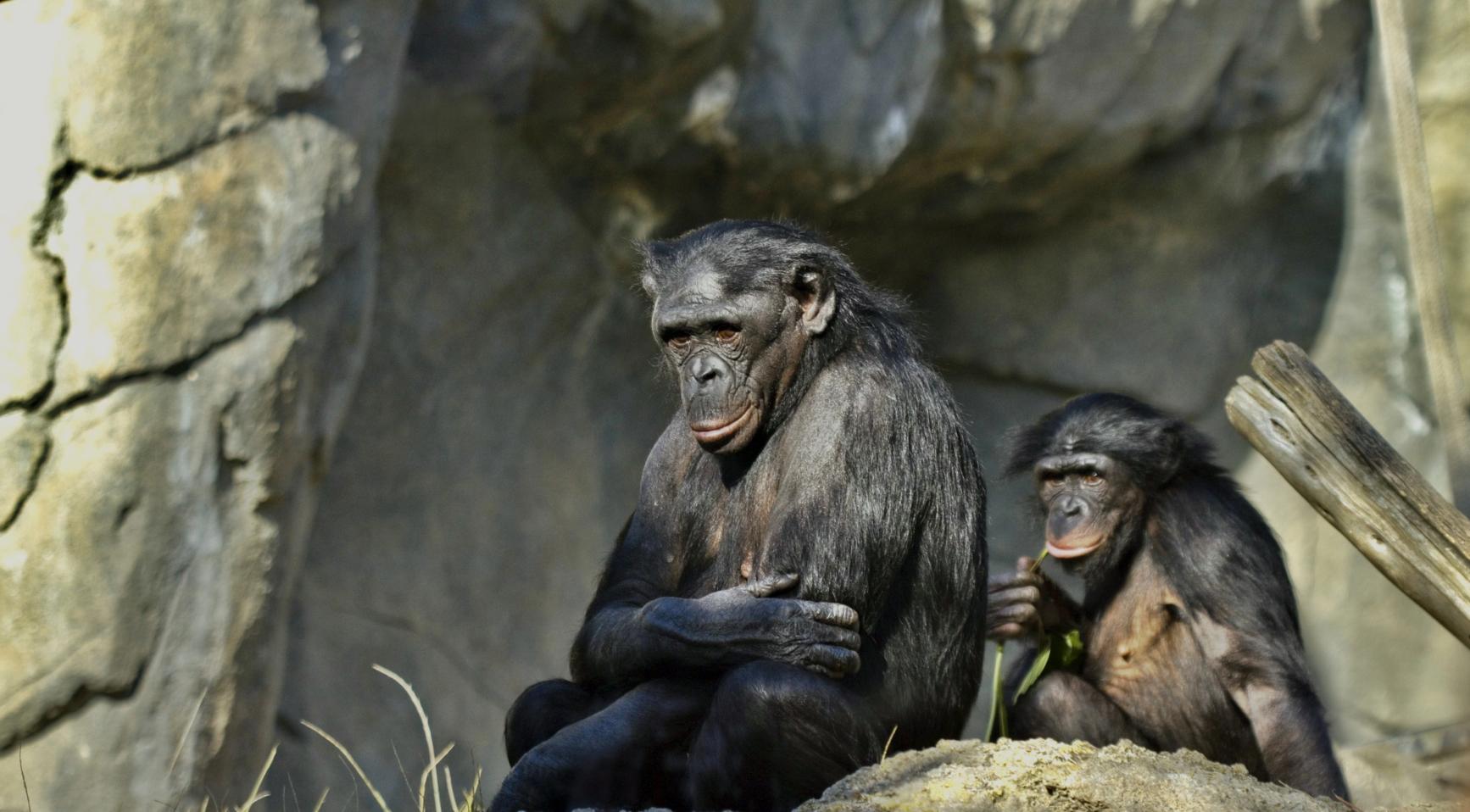 Parachutist lands in bonobo enclosure at Ouwehands Zoo