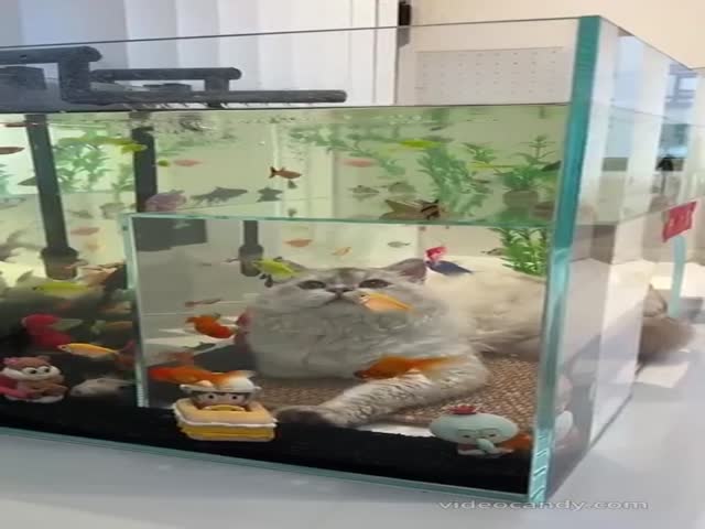 Cats And Aquariums (VIDEO)